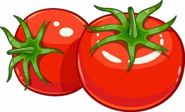 番茄属寒 | 食用禁忌要知道!